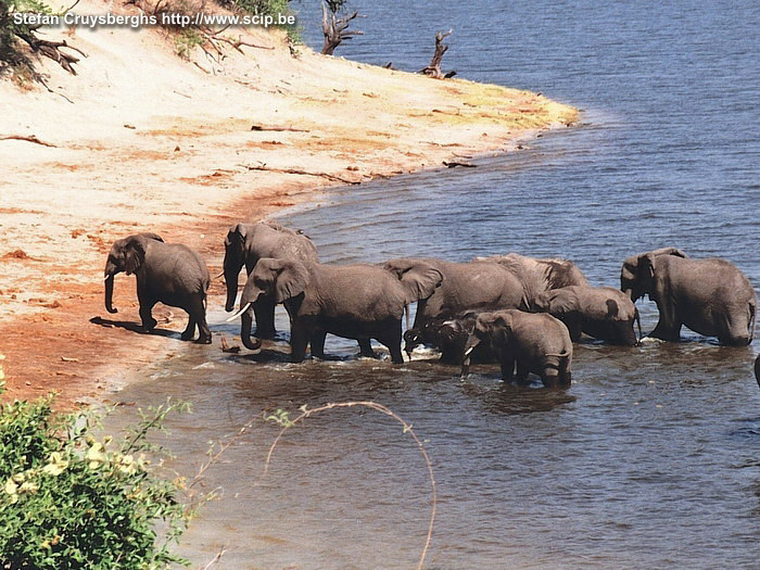 Chobe - Olifanten  Stefan Cruysberghs